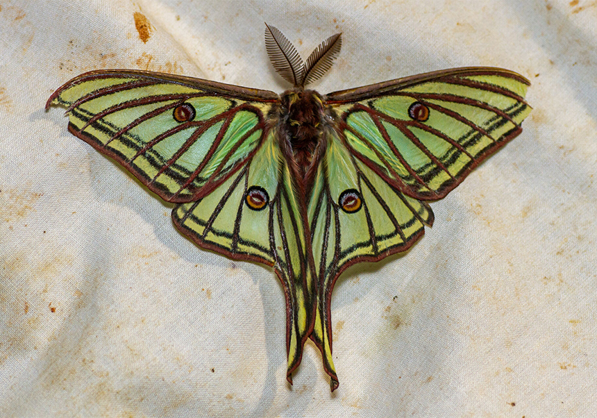 Aras de los Olmos estrena l’Estació Biològica de l’Alt Túria amb una jornada dedicada a la zoologia